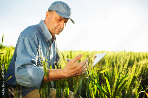 Male farmer sits in the middle of the green wheat field checking the quality of the new season crop and sends information via tablet to the server for further analysis. Smart farming concept.