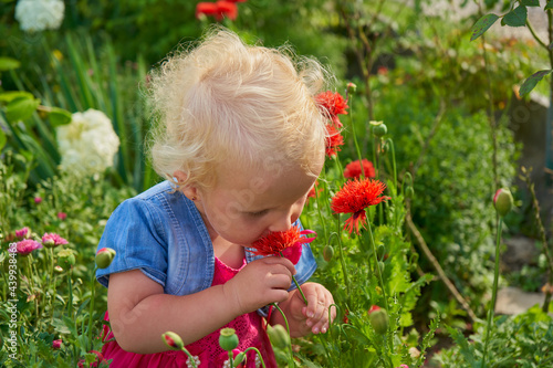 girl sniffs poppy flowers,little girl sniffs a red flower in the garden © retbool