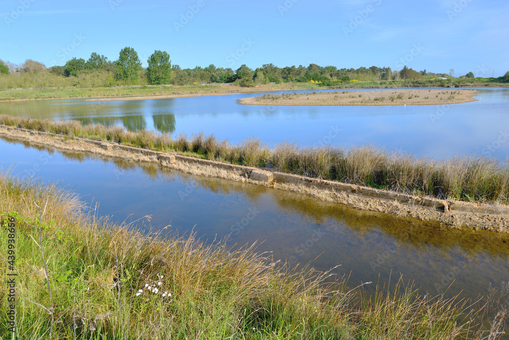 seawater ponds  for oyster farming and footpath in wooden in a french nature reserve