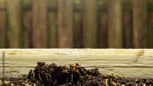 Growing plants in timelapse, sprouts germination newborn microgreen cress salad plant in greenhouse agriculture Close-up