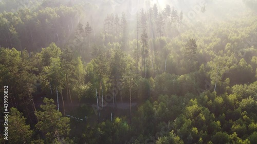 Wallpaper Mural morning in the forest Torontodigital.ca