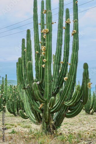 Huerto de cactus que dan ricas pitayas, bolas con espinas sobre los órganos en un día nublado photo