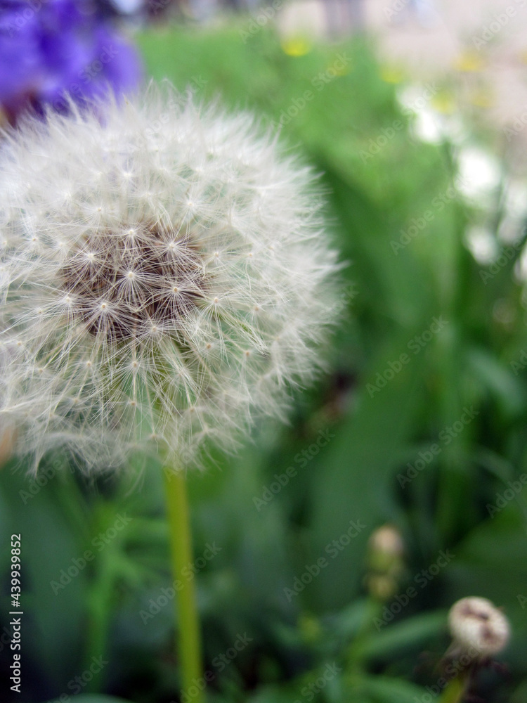 Fototapeta premium White dandelion in the meadow 