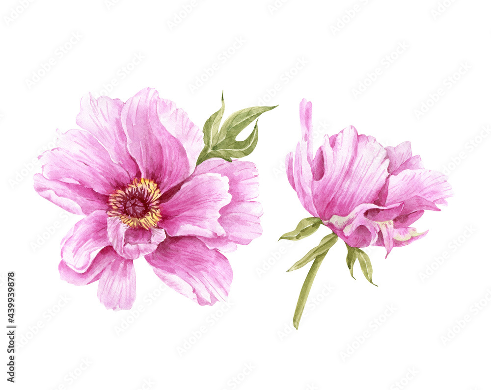 illustration of watercolour pink peony flower with bud on white background, hand painted for weddings and invitations..