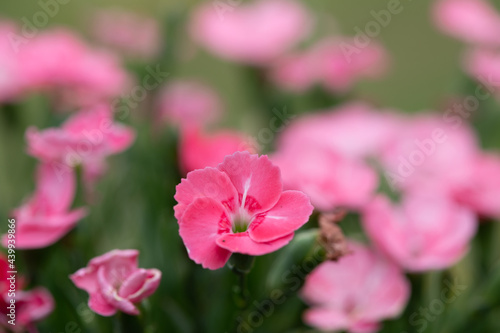 Close up of a pink dianthus flower in bloom