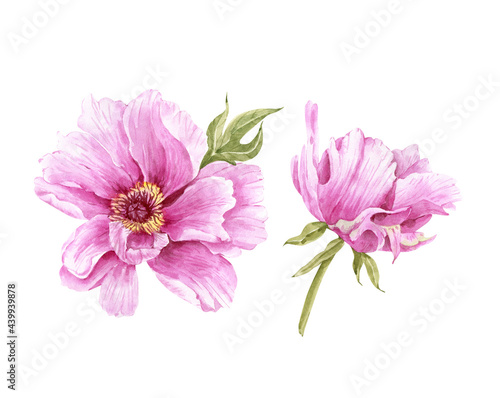 illustration of watercolour pink peony flower with bud on white background  hand painted for weddings and invitations..