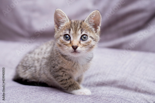 A tabby kitten is sitting on the couch. Pets.