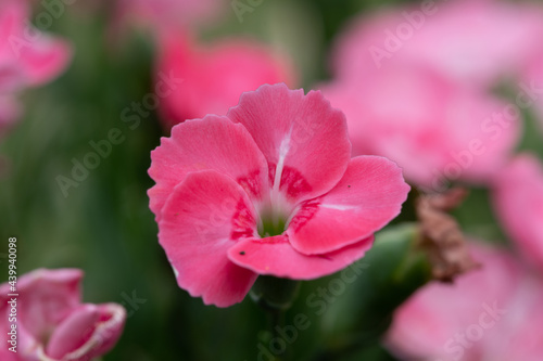 Macro shot of a pink dianthus flower