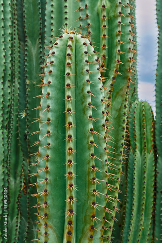 Huerto de cactus que dan ricas pitayas, bolas con espinas sobre los órganos en un día nublado