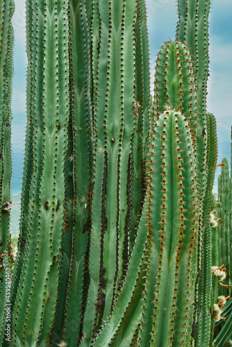 Huerto de cactus que dan ricas pitayas, bolas con espinas sobre los órganos en un día nublado