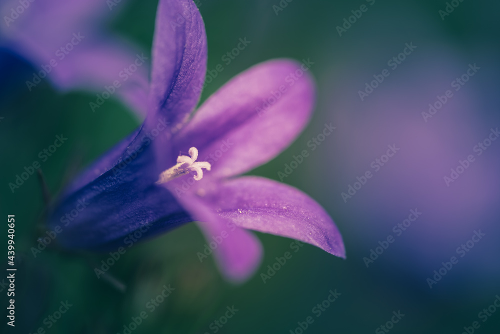 Close-up of Campanula , purple bell flowers in summer garden. Background Close-up of Campanula , purple bell flowers in summer garden. Background