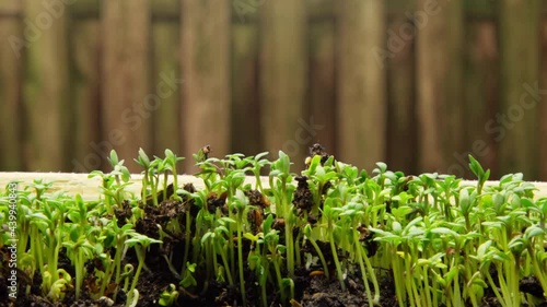 Growing plants in timelapse, sprouts germination newborn microgreen cress salad plant in greenhouse agriculture Close-up