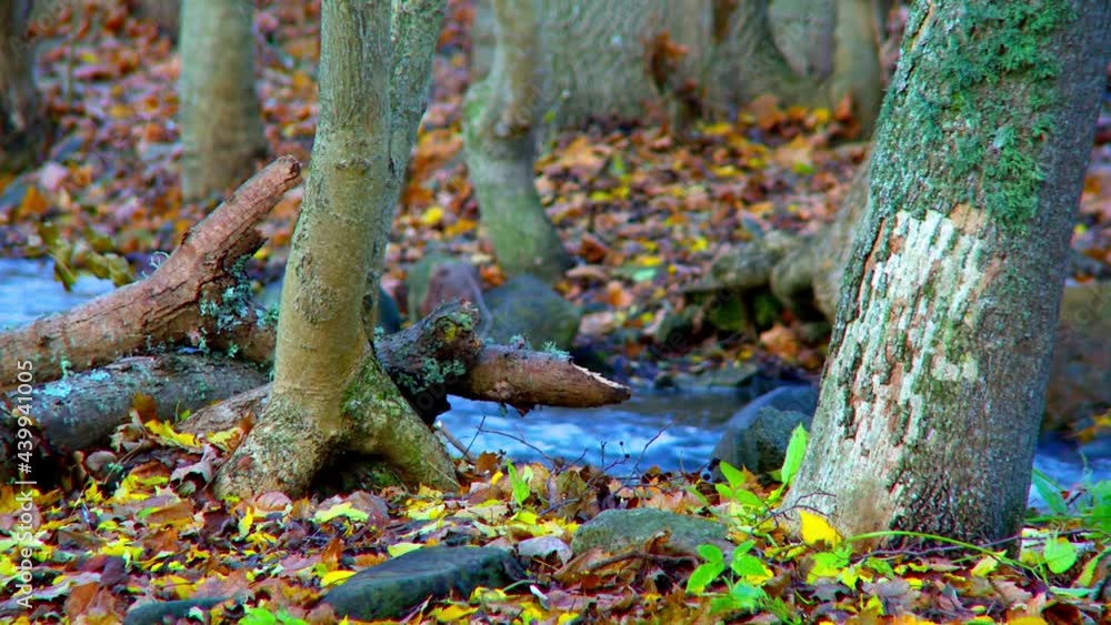 Trees dropping there colorful leafs during autumn next to a river Trees dropping there colorful leafs during autumn next to a river
