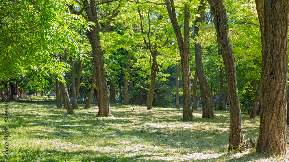 Bright Sunlight Breaks Through the Young Green Foliage of the Mighty Trees, Forming A Carpet of Bright and Dark Spots On the Ground Bright Sunlight Breaks Through the Young Green Foliage of the Mighty Trees, Forming A Carpet of Bright and Dark Spots On the Ground