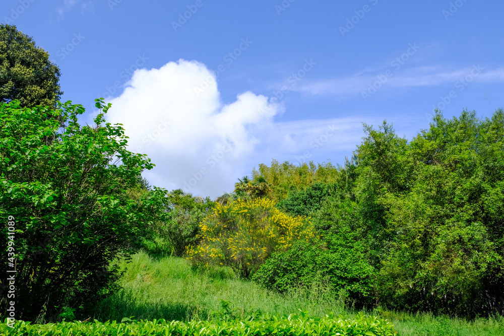 summer landscape with flowering trees and blue sky