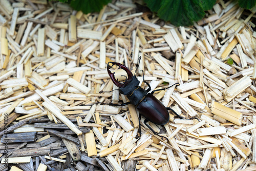 Male kite lucane (Lucanus cervus), beetle with big claws in garden. photo