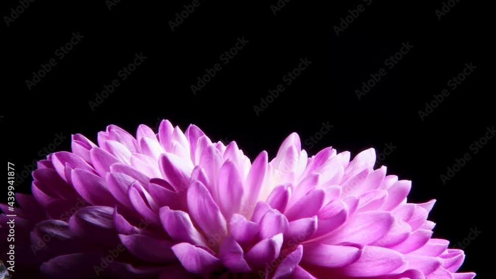 colorful purple Dalia isolated over black background colorful purple Dalia isolated over black background