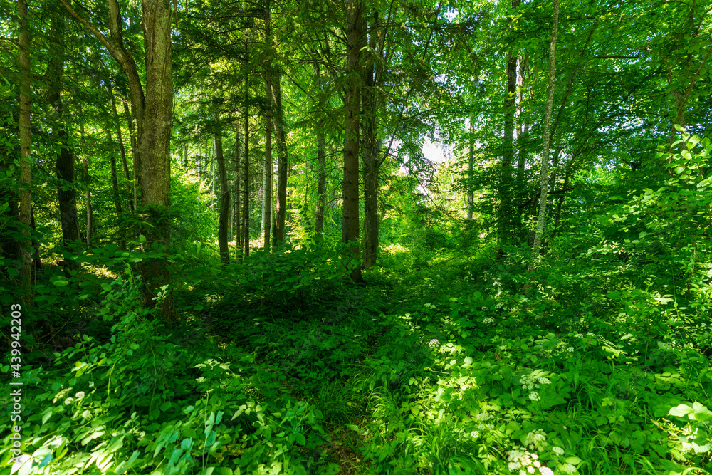 Obraz premium Wald im Sommer