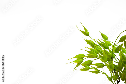 Artificial plant on a white background.