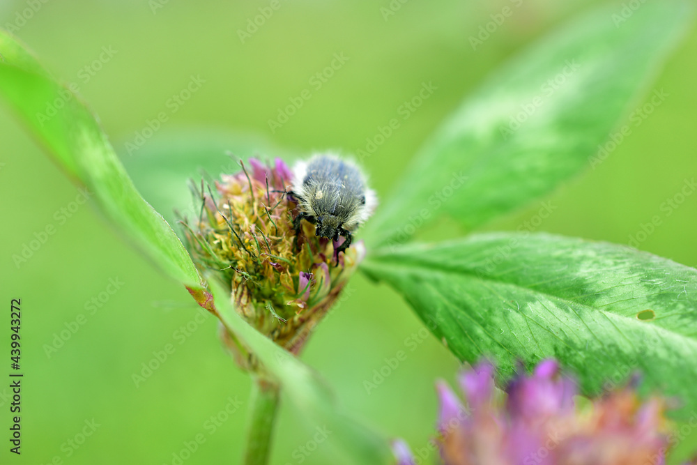 A beetle called a bush collects nectar from a flower. A beetle called a bush collects nectar from a flower.