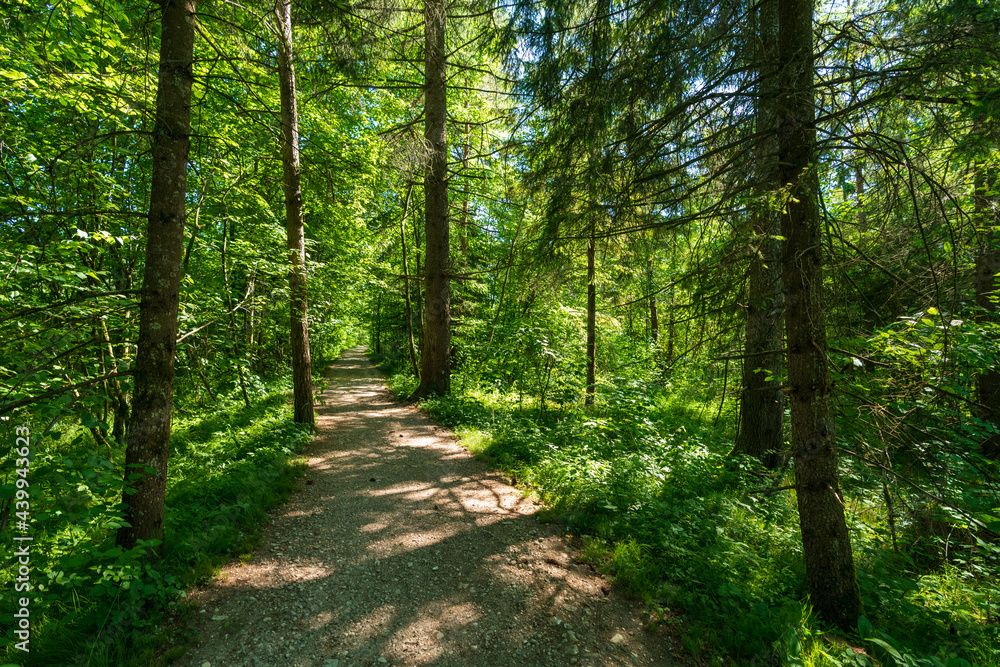Fototapeta premium Weg durch den Wald an der Alm in Oberösterreich