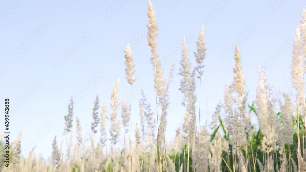 Grass sways in the wind. feather grass and wind.Slow motion.4k Grass sways in the wind. feather grass and wind.Slow motion.4k