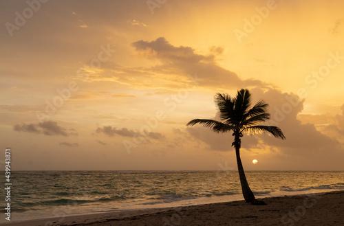 Silhouette of coconut palm tree at sunrise near the Caribbean Sea  Dominican Republic