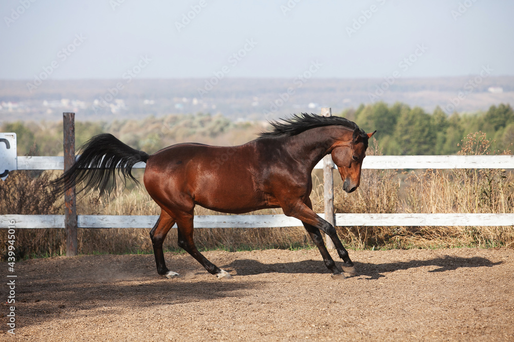Bay holsteiner horse walking outside on a sunny day Bay holsteiner horse walking outside on a sunny day