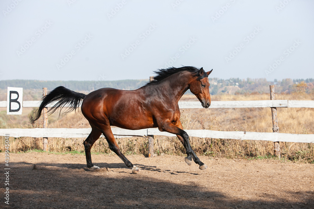 Bay holsteiner horse walking outside on a sunny day Bay holsteiner horse walking outside on a sunny day