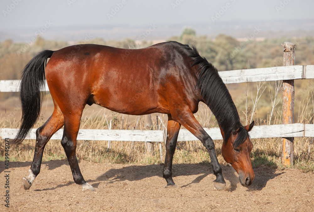 Bay holsteiner horse walking outside on a sunny day Bay holsteiner horse walking outside on a sunny day