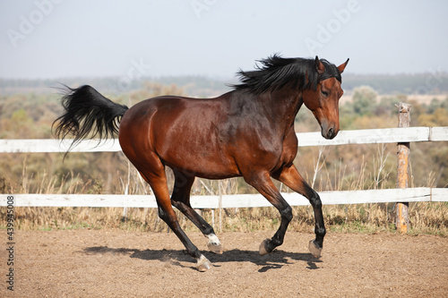Fototapeta Naklejka Na Ścianę i Meble -  Bay holsteiner horse walking outside on a sunny day