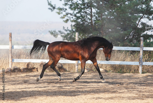 Bay holsteiner horse walking outside on a sunny day