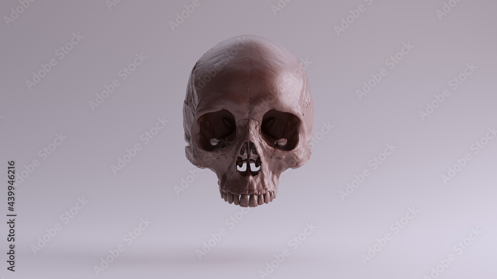 Brown Clay Chocolate Human Female Skull Medical Anatomical with Teeth 3d illustration render Brown Clay Chocolate Human Female Skull Medical Anatomical with Teeth 3d illustration render