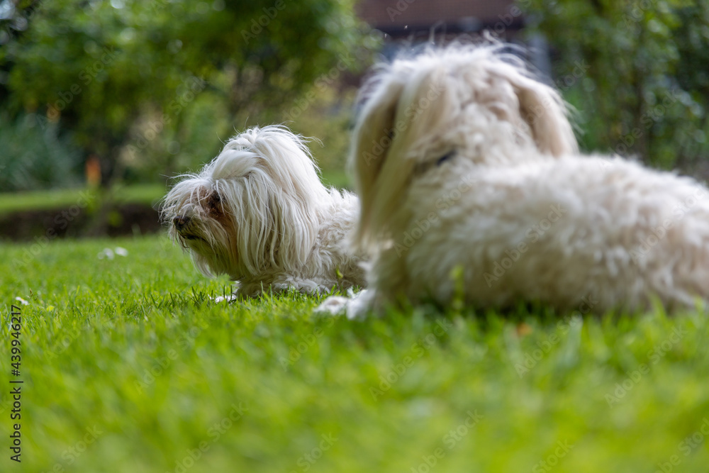 Maltese dogs laying in the grass outside in the summer Maltese dogs laying in the grass outside in the summer