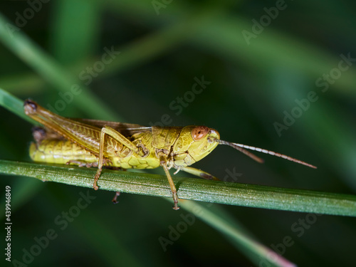 grasshopper on the grass