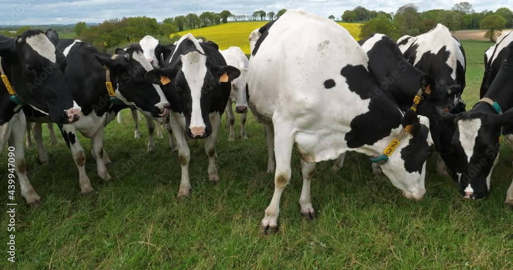 Holstein Friesian cattle in the Cotes d Armor department, Brittany, France Holstein Friesian cattle in the Cotes d Armor department, Brittany, France