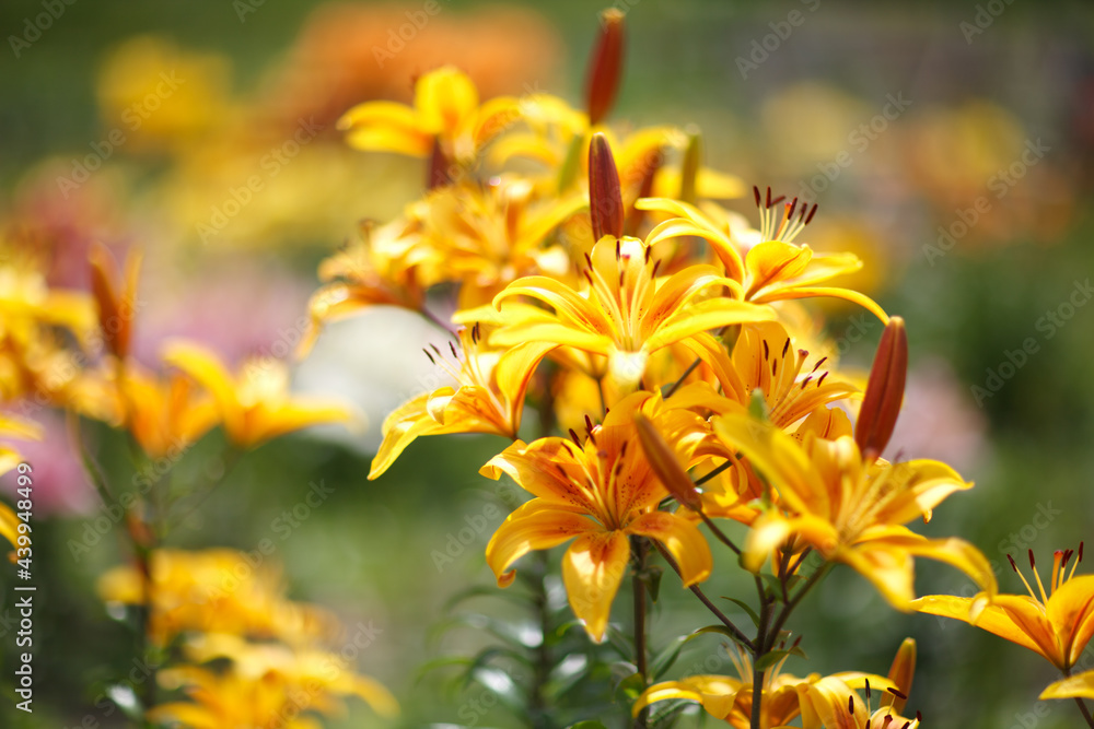 Obraz premium Close-up of the yellow Lemon Lilies (Lilium hybridum). Blooming yellow lily flowers. Shallow focus, background blur.