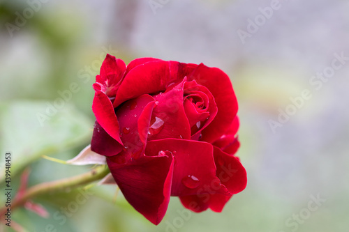 Big hot red roses  drops of rain water on rose petals. Summer  fragrant  scarlet roses on blurred background of dark deciduous rose bush in summer garden after the rain. Flower background