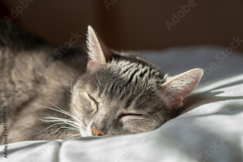 Sleepy Cat Portrait on quilt