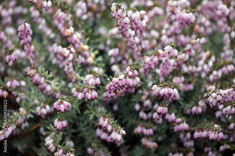 Purple lilac blossoms in the spring Purple lilac blossoms in the spring