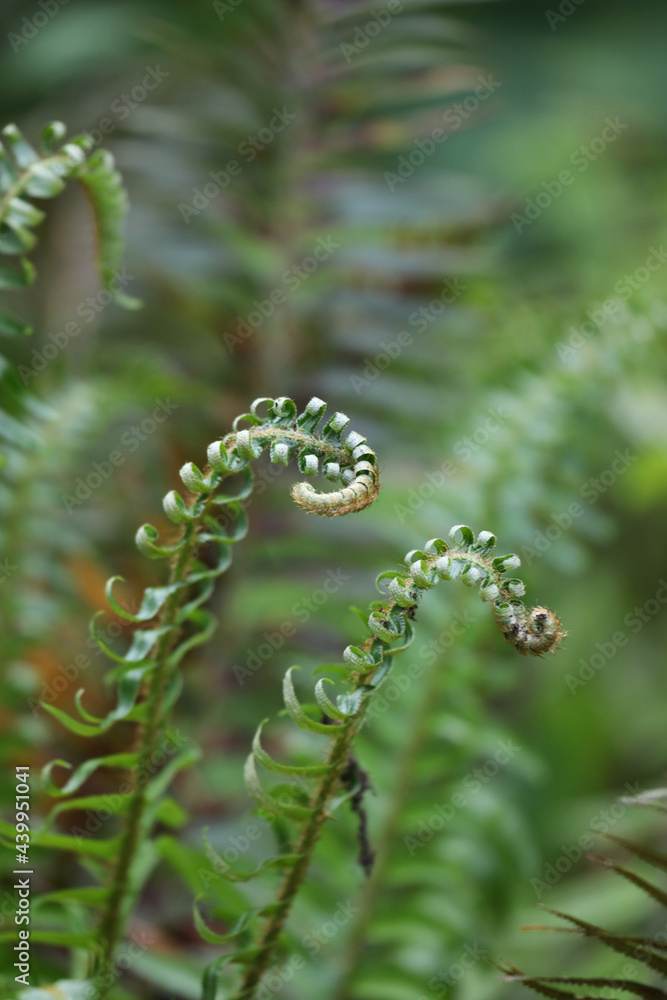 Curling young green ferns in the spring Curling young green ferns in the spring