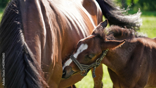 A cute little brown thoroughbred foal in bridle snuggles up to horses mother in rays of the evening summer sun on a green meadow. Close-up of the head of a small horse foal. Beautiful natural banner.