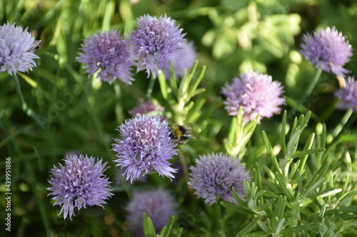 Flowers from Margreet s  Eu vivo na floresta  garden