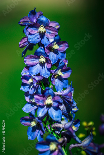 Purple delphinium or larkspur flower macro