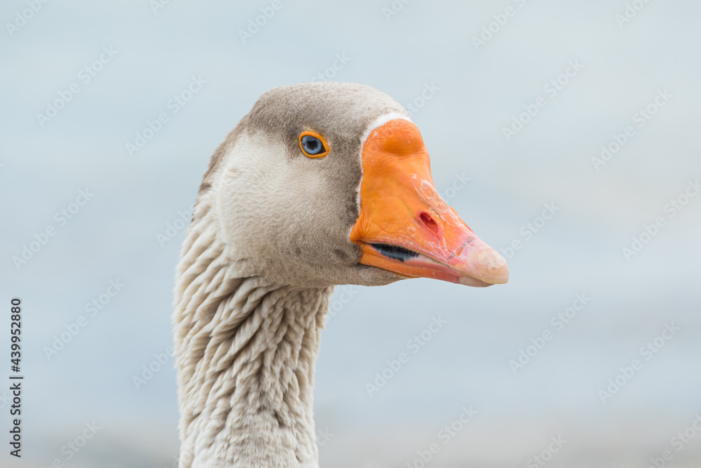 greylag goose portrait close up outdoors anser greylag goose portrait close up outdoors anser