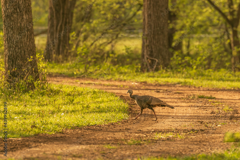 Wild Turkey crossing a dirt road Wild Turkey crossing a dirt road
