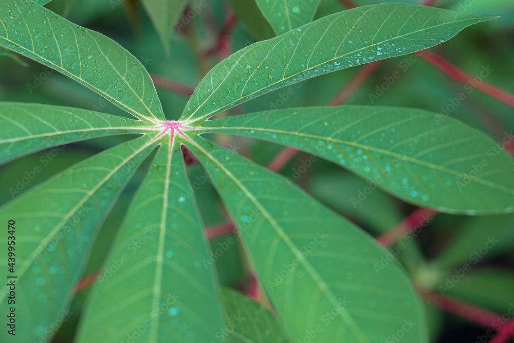 rain drops on cassava leaves rain drops on cassava leaves