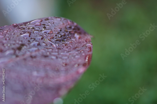 Rain drops on purple leaf