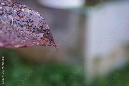 rain drops on a leaf