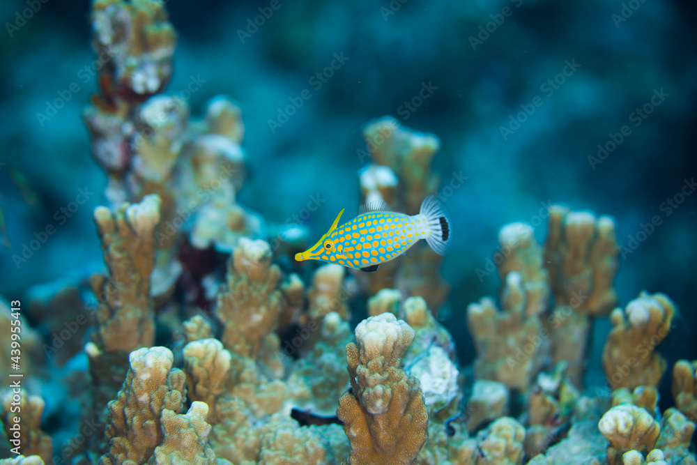 テングカワハギ  沖縄　海　珊瑚